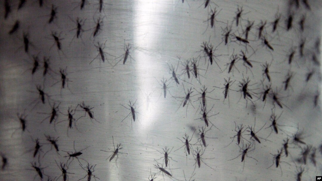 FILE - Containers hold genetically modified mosquitoes, Sept. 25, 2014.