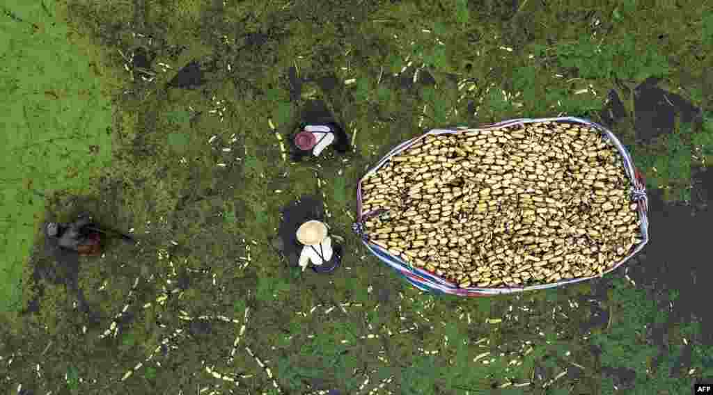 Farmers harvest lotus roots in Haian in China's eastern Jiangsu province.