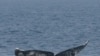 Ballenas se adaptan al calentamiento