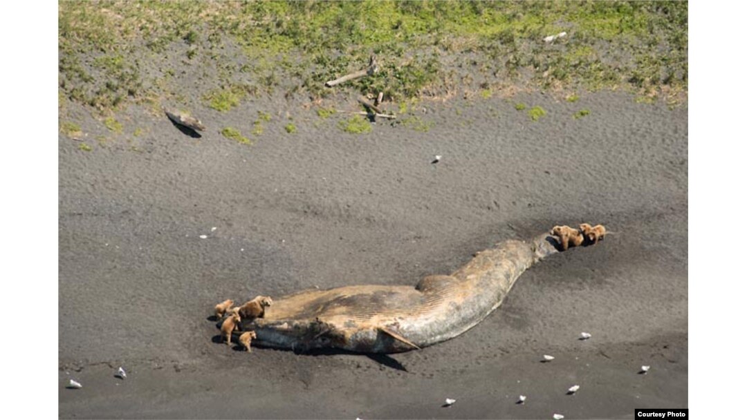 Bears feeding on a fin whale carcass in Larson Bay, Alaska, near Kodiak. (Credit: NOAA)
