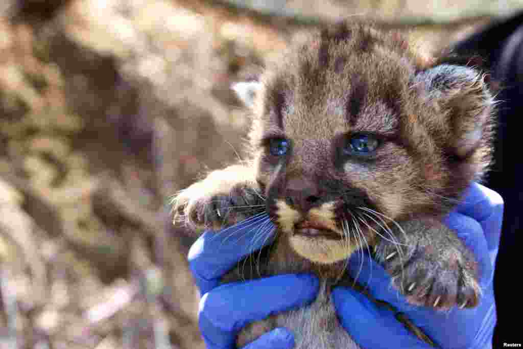 A mountain lion kitten which National Park Service researchers discovered in August in a remote area of the Santa Monica Mountains, California, is shown in this image released on Sept. 4, 2018.