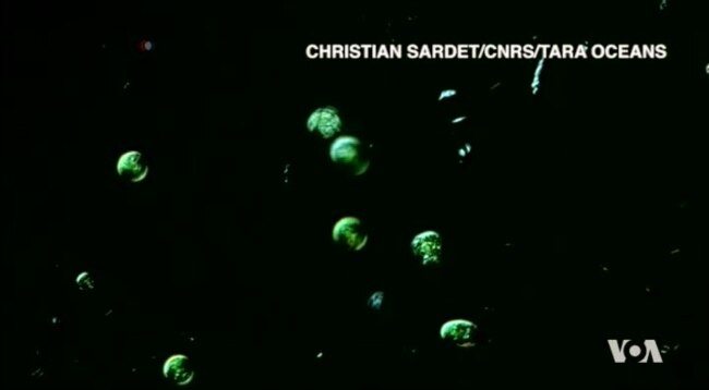 Plankton Poop May Help Scientists Predict Climate Changes