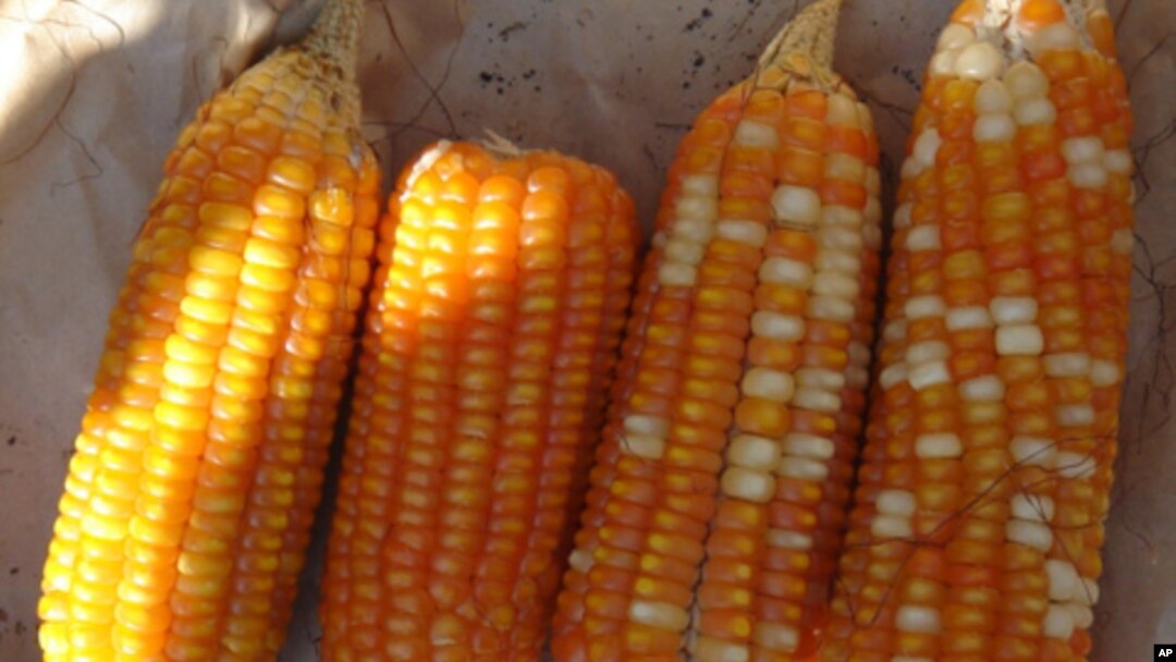 Vitamin A-enriched orange maize is a possible new weapon in the fight against malnutrition among the world's poor.