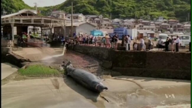 Whaling Summit Votes to Uphold Ban on Japan Whale Hunt