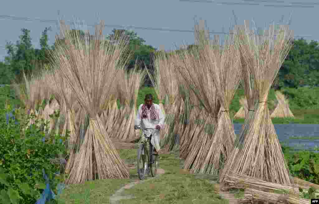 A villager rides his bicycle past jute sticks, a fiber that can be spun into coarse strong threads, at Dolapani village in Sonitpur district, some 185 kms from Guwahati, the capital city of India’s north-eastern state of Assam.