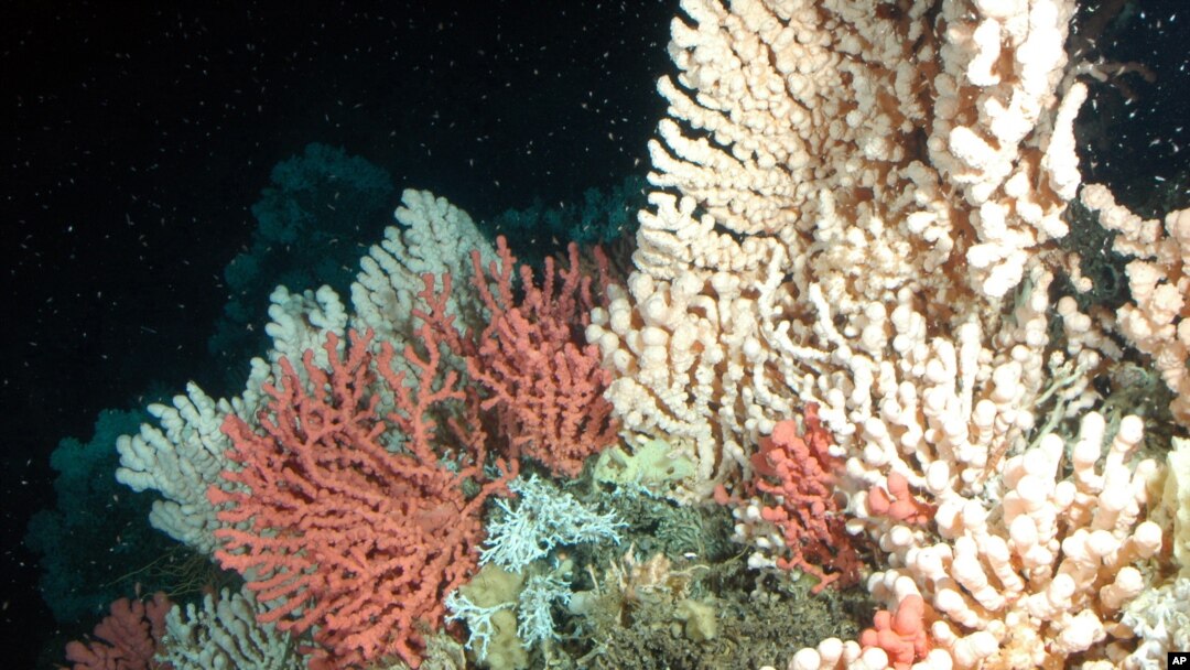 Coral reefs suffer as greenhouse gases make the world's oceans hotter.