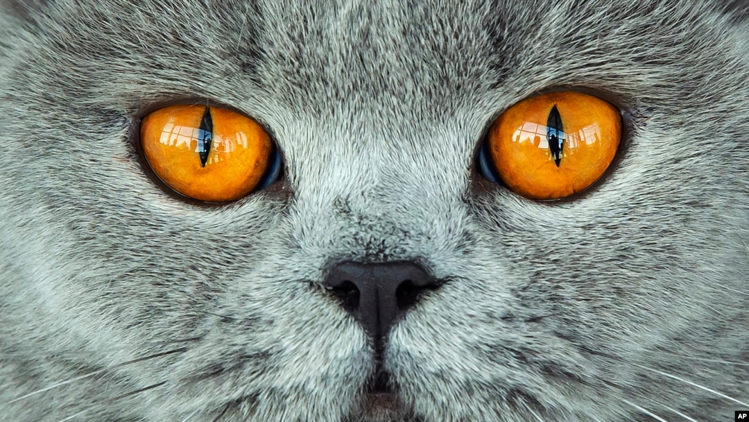A British Shorthair is judged cat at a cat exhibition in Erfurt, Germany, Sunday, June 2, 2019. (AP Photo/Jens Meyer)