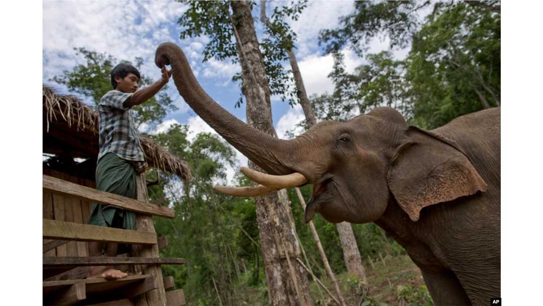 FILE - A mahout touches a tame elephant at a government-owned elephant facility in Kabyin Lwin, northern Sagaing division, Myanmar, June 27, 2016.