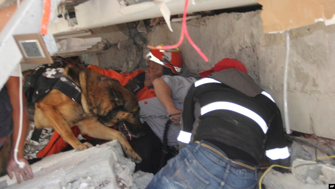 Rescue workers and a trained dog search for children trapped inside the collapsed Enrique Rebsamen school in Mexico City, Sept. 19, 2017.