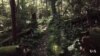 Are Forests an Answer to Carbon Pollution?