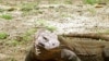 Indonesia Markets Rare Lizard as Tourist Draw