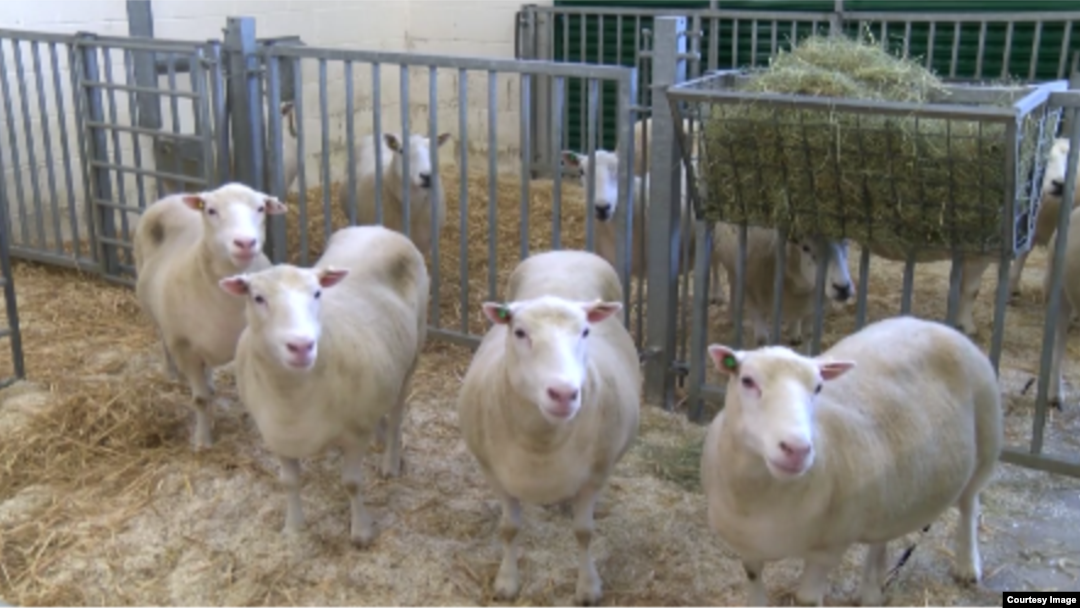 The offspring of the first cloned sheep appear to be healthy, according to a new study.