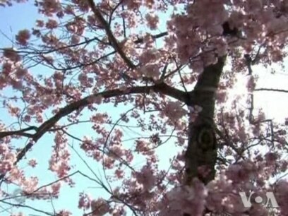 Cherry Blossoms Bust Out All Over in Washington
