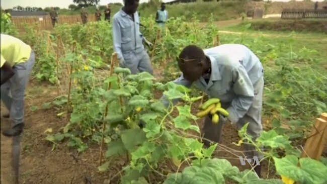 South Korean Peacekeepers Nurture South Sudan's New Farmers