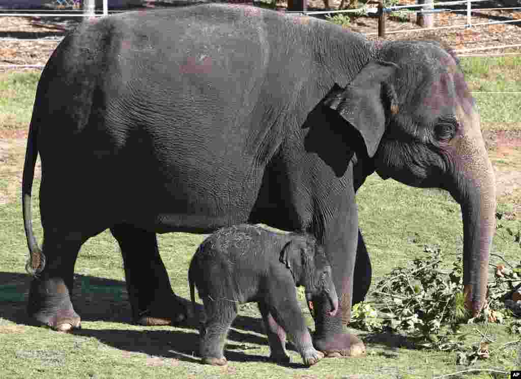 Asian elephant Kairavi, left, walks with her mother, Asha, right, as she is outside for the first time at the zoo in Oklahoma City, Oct. 11, 2018.