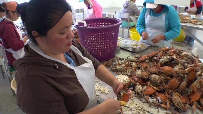 Shortage of Foreign Workers Hurts Maryland Crab Business