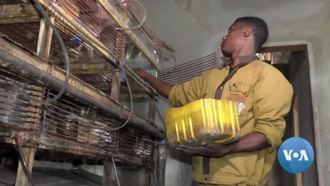 Cameroonian Startup’s Online Veterinary App Helps Remote Breeders