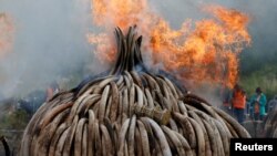 肯尼亞在內羅畢國家公園裡焚燒從走私販子與偷獵者手中繳獲的105噸象牙和犀牛角。 （2016年4月30日）