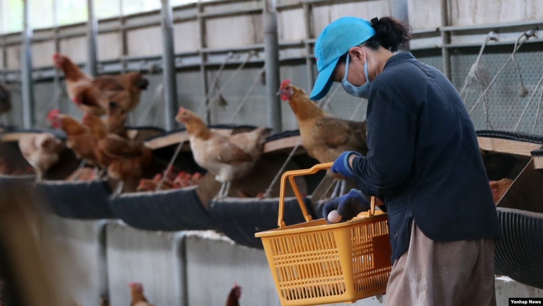 23일 경북 영천시 한 농장 관계자가 계란을 수거하고 있다. 이 농장에서는 디클로로디페닐트라클로로에탄(DDT) 달걀이 나온 데 이어 닭에서도 같은 성분이 검출됐다. 