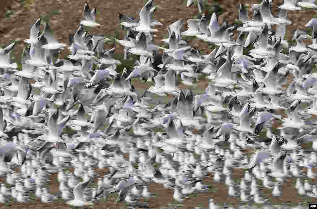 Seagulls fly over the Burj Hammoud's garbage dump near Beirut's port on the northern entrance of the capital in Lebanon as the levant experiences stormy weather.