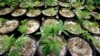 呼籲修改緝毒法：活動人士國會山吸大麻
