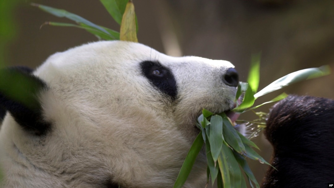 加州聖迭戈市動物園的一頭大熊貓。（美聯社2003年照片）
