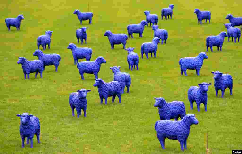 The art project 'Blue Peace Flock' by artists Rainer Bonk and Bertamaria Reetz is pictured in Hamburg-Wilhelmsburg, Germany. The installation of 100 blue sheep sculptures symbolizing that 'everyone is equal and everybody is important' is on display until Sep. 22, 2013.