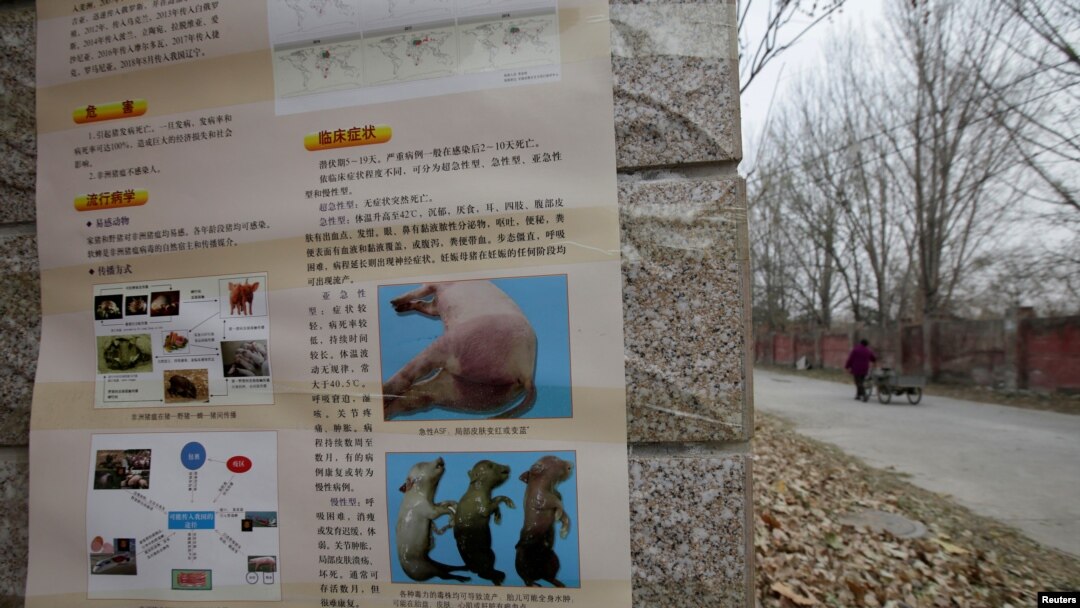 北京房山地區爆發非洲豬瘟後有關當局在豬場外貼出識別豬瘟病症的警告。（2018年11月23日）