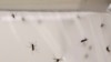 Fighting Malaria by Changing the Flavor of Humans