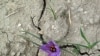 Honey, Saffron are Weapons in Afghanistan Battle