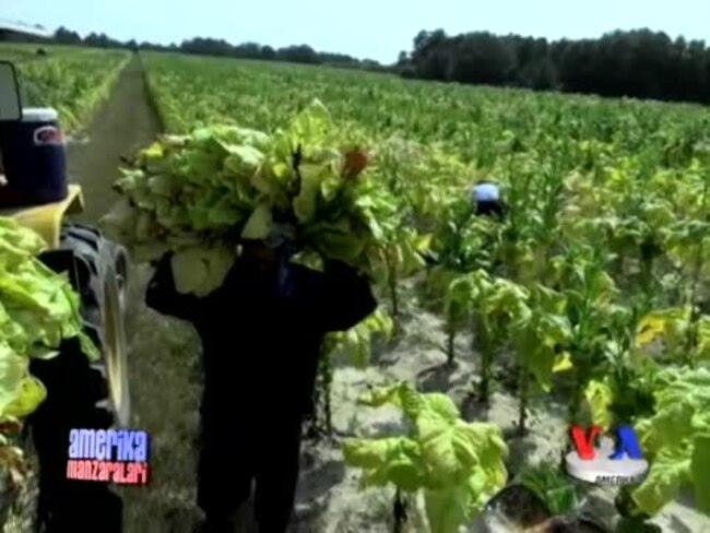 Amerika dalalaridagi muhojirlar/Immigration Reform US Farmers