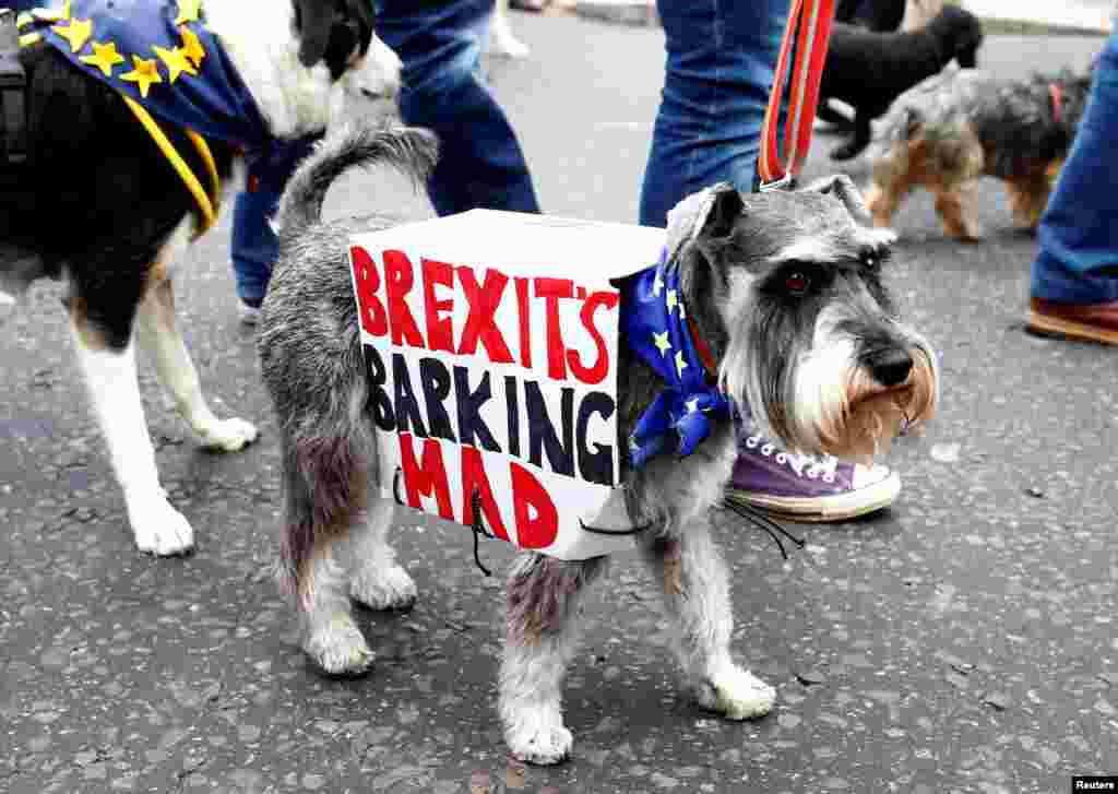 Anti-Brexit protesters and their dogs join a march called 'Wooferendum", in London, Britain.