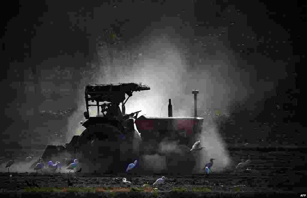 A Pakistani farmer uses a tractor to prepare a field on the outskirts of Peshawar.