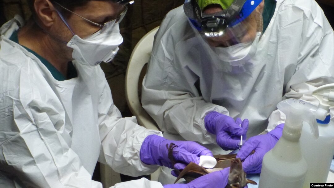 Veterinarians collect a sample from a hammer-headed fruit bat. (Credit: Wildlife Conservation Society)