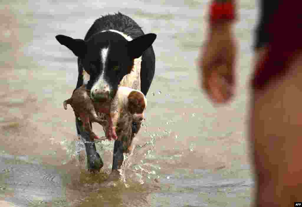 A dog carries a puppy to a drier place at Sangam area in Allahabad, India, as water levels of the Ganges and Yamuna rivers increase following monsoon rains.
