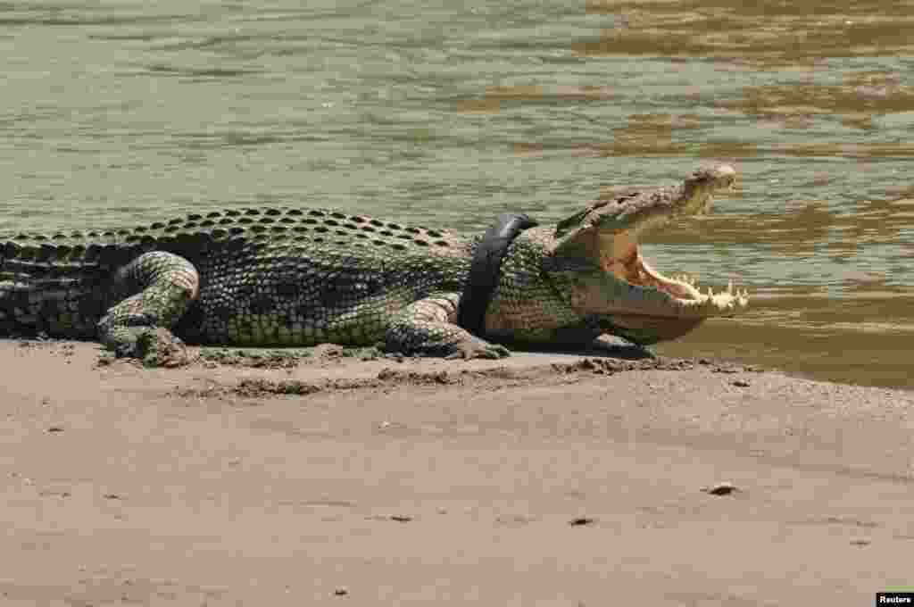 A crocodile with a used motorcycle tire around its neck as seen on a river in Palu, Central Sulawesi province, Indonesia. Residents suspect the tire was garbage thrown into the river before it became trapped around the crocodile's neck.
