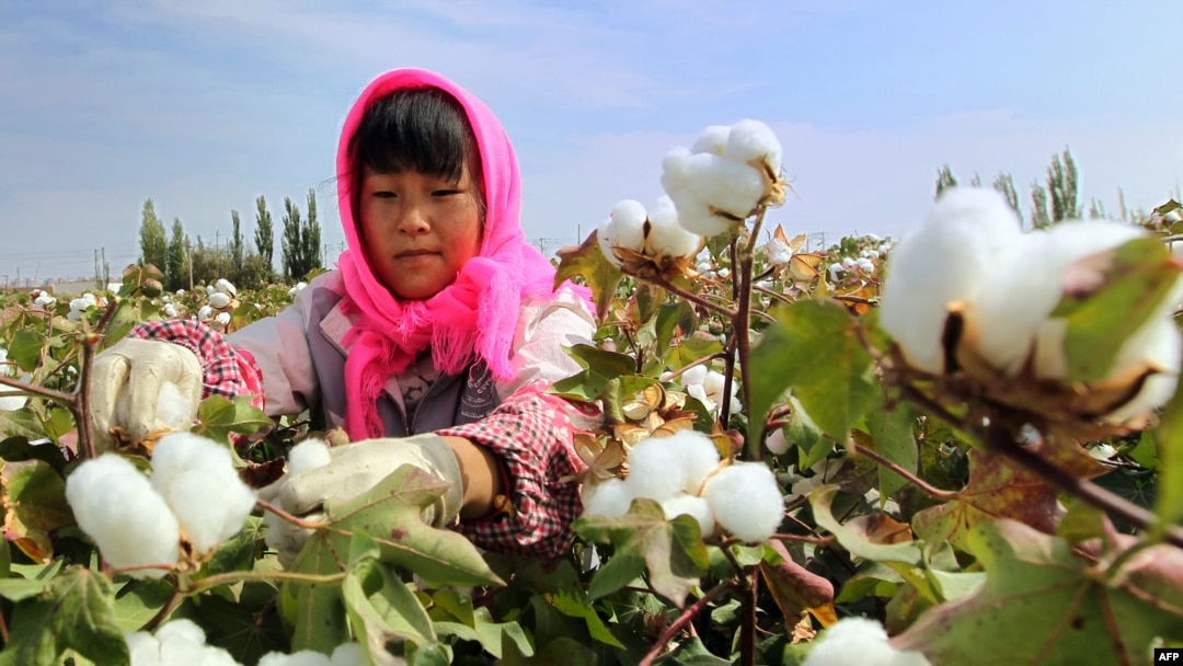 This photo taken on September 20, 2015 shows a Chinese farmer picking cotton in the fields during the harvest season in Hami, in northwest China's Xinjiang region. Chinese Premier Li Keqiang urged reforms on September 20 of inefficient state-owned enterpr